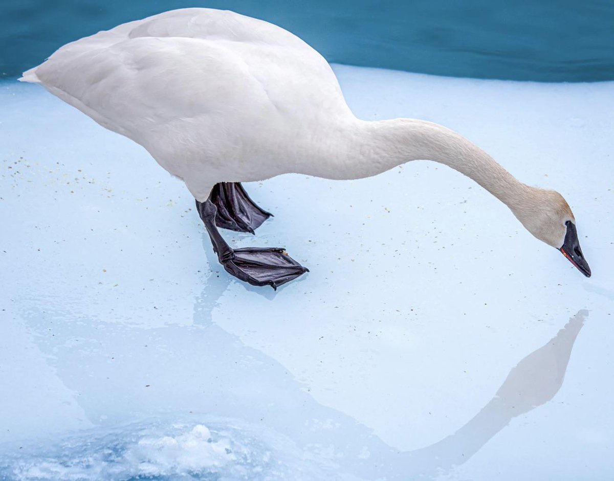 Nature_Is_Lit's tweet photo. 🔥 Probably the coolest photo I’ll ever get of a swan. [OC] https://t.co/0c6BB0FKAX https://t.co/XgxZbj8fsD
