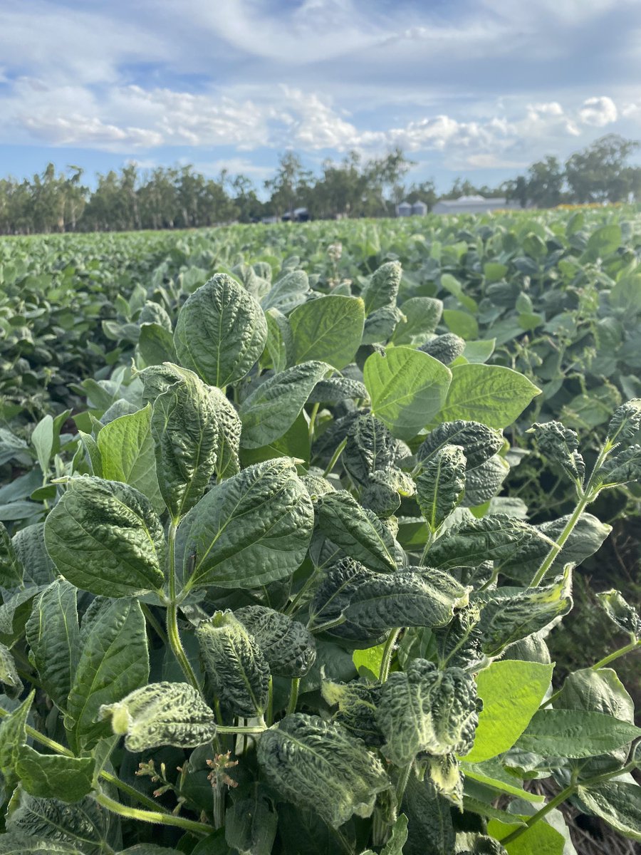 UPCOMING FIELD WALK: 17th Feb. next week I’ll run a field walk through our crop safety trial across a range of summer crops with XtendiMax2 and RoundupXtend2. There will also be a volatility trial in soybeans. More details will be emailed out.