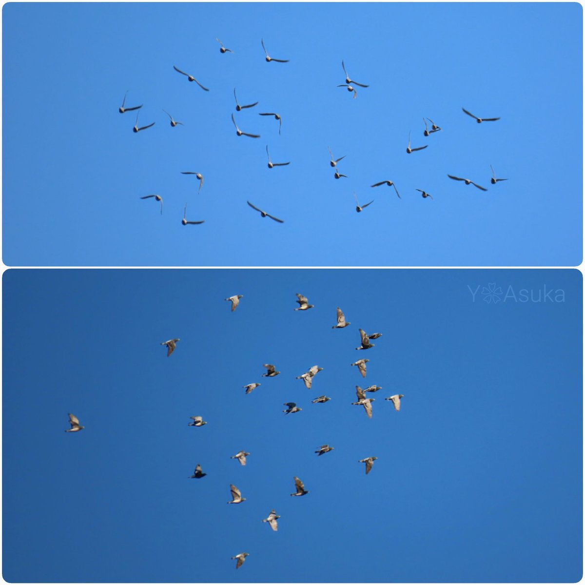 yumeasutw's tweet photo. #青空 にお日様燦々✨西の空に淡い🌖お月様が残る冷えた朝☀️
#鳩 の群れが飛んで行きます🕊️

予想最高/最低気温🌡️10℃/-3℃
晴れ☀️
お洗濯日和👕👖午後は北風が吹き寒そうです🌬️➰➰

#空の名前
#天気の図鑑
#月 #moon #居待月 (月齢18.1)
#カワラバト #河原鳩 #Rock_Pigeon
#a2023 #a0209 #a202302 https://t.co/2w36qnhwMt