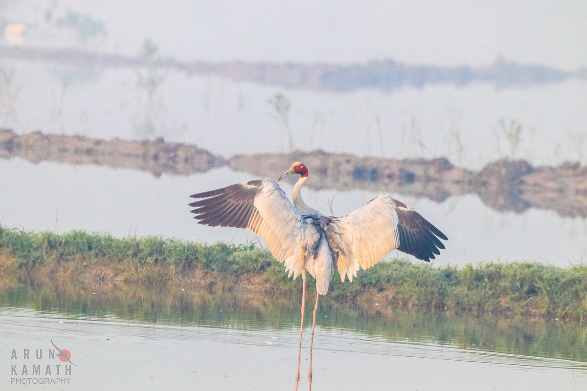 Ayyappan Hariharan On Twitter RT incognito9 The Sarus Crane Did 