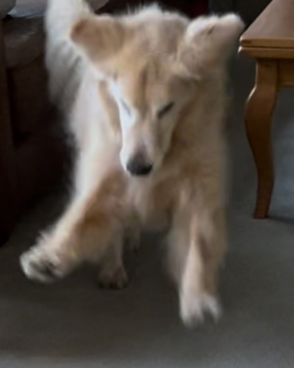Oppopotamus's tweet photo. Do u get crazy in da howse sumtimes?
ME TOO
#UpInDaClub #DogsOfTwitter https://t.co/afGo8Qs1TJ
