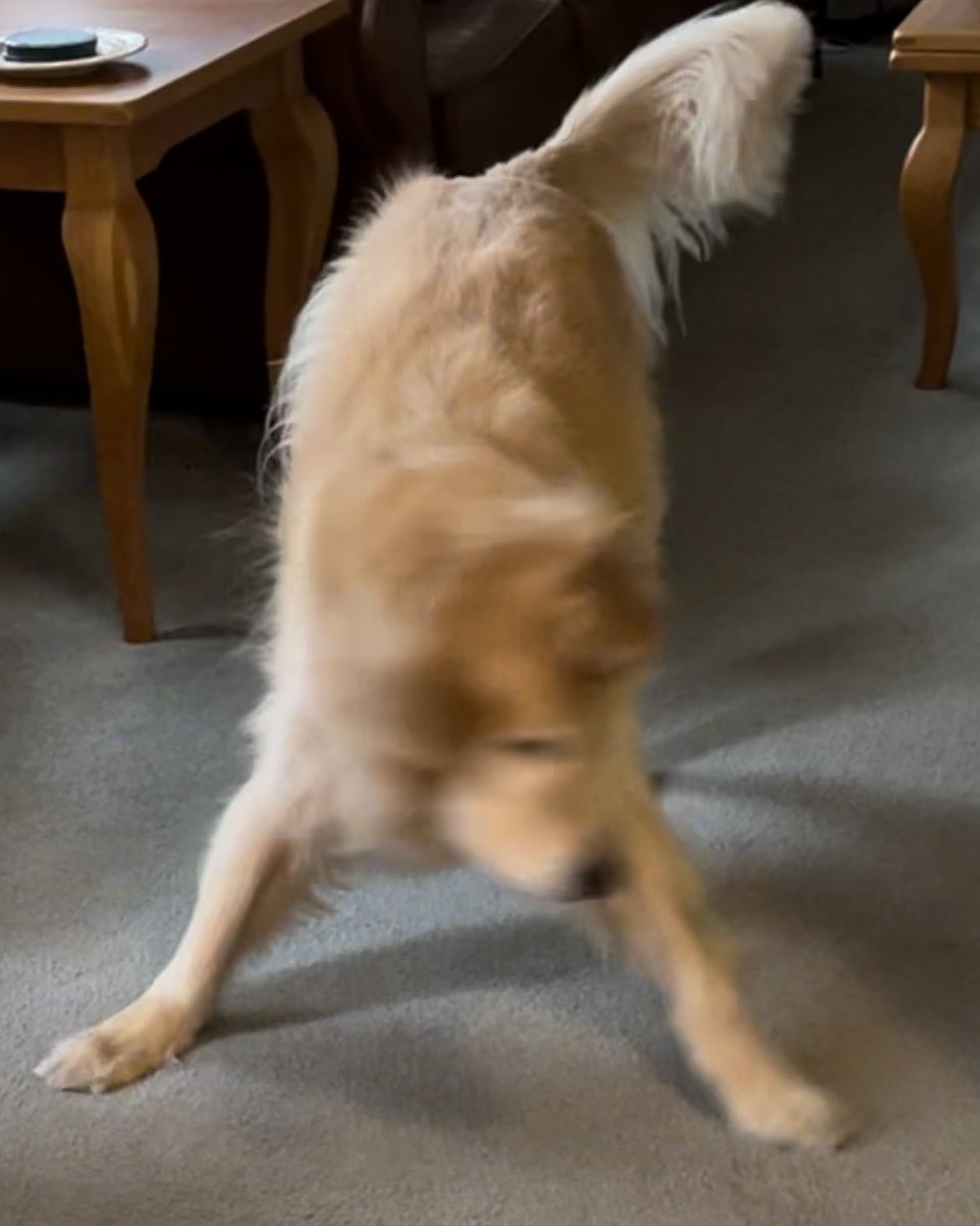 Oppopotamus's tweet photo. Do u get crazy in da howse sumtimes?
ME TOO
#UpInDaClub #DogsOfTwitter https://t.co/afGo8Qs1TJ