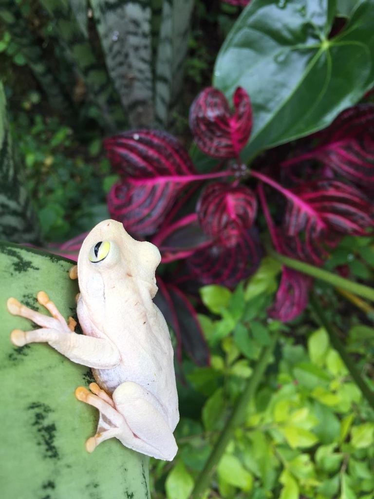 🐸 Frogs Daily 🐸 (and other amphibians) tweet media