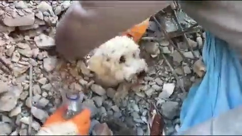El angustiante momento en que un perrito es rescatado entre los escombros en Iskenderun - Turquia. 
Toda nuestra admiración a los rescatistas que luchan por sacar a las víctimas atrapadas entre las edificaciones derrumbadas. Todas las vidas son valiosas 👏👏 🐾❤️ https://t.co/JBPHxNsWd3