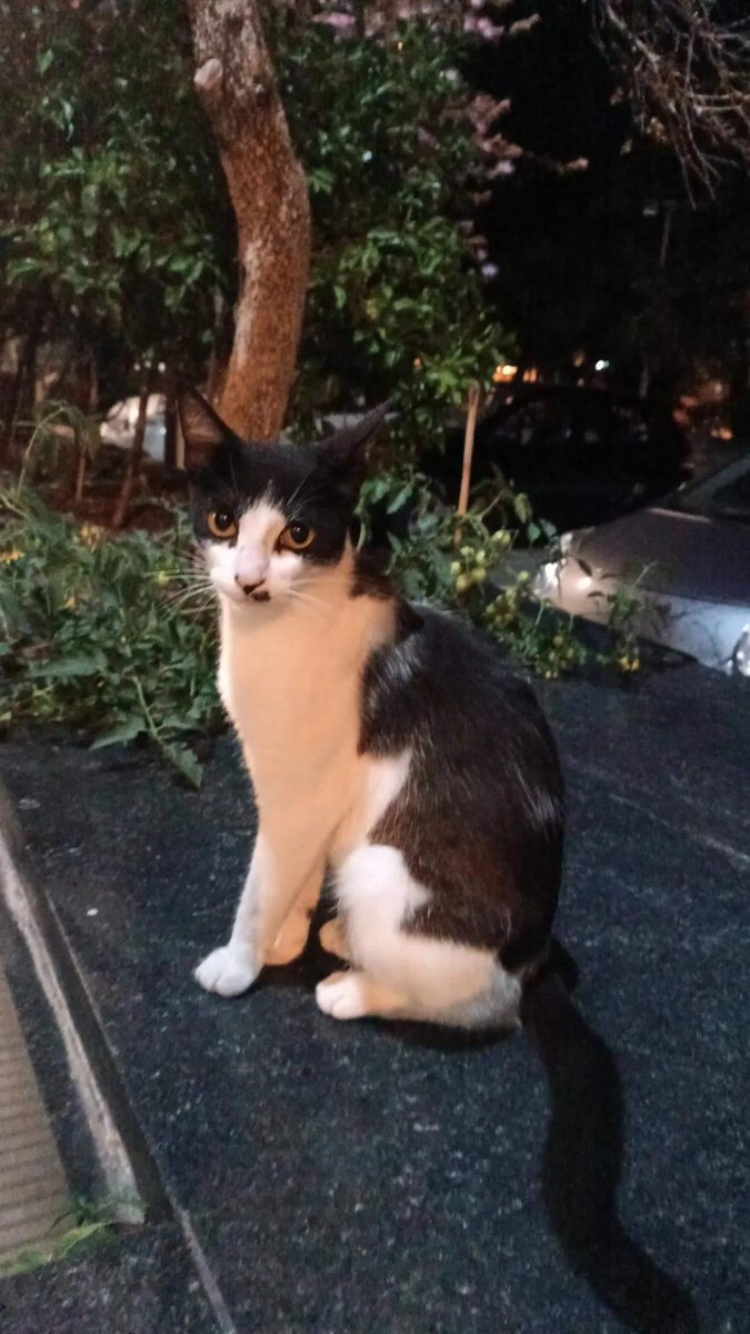 🐈‍⬛ GATA PERDIDA 😾
Gatita barrio parque Battlle, la tiraron hace dos noches, 6 meses aprox y es muy pero muy mimosa , aparece en las noches 09331127
