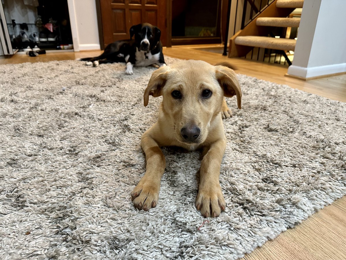 MScottConnects's tweet photo. This is Clifton - the puppy we are fostering for the next three weeks!  Very cute, but we will be working on house breaking him.  I anticipate a busy but fun February! https://t.co/u4jWxKdpoz