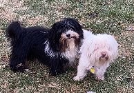HavanKnees's tweet photo. The snow went away today so we went out to run. Got full of sticks, leaves and mud. Fun! #Havanese #MuddyDogs https://t.co/RClBWnqud6