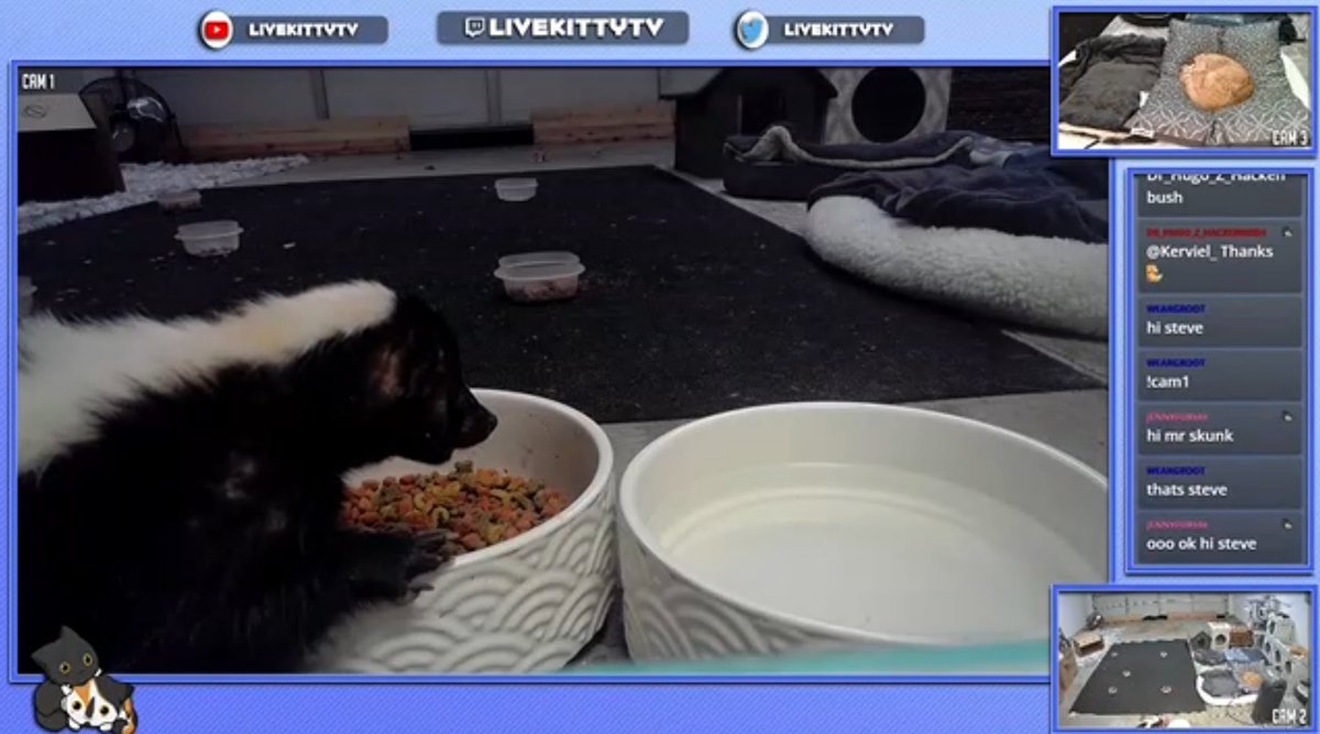 jennyfurhh's tweet photo. i always have @LiveKittyTV on a tab and sometimes i am rewarded with an adorable skunk OR TWO https://t.co/eAi638GFfS