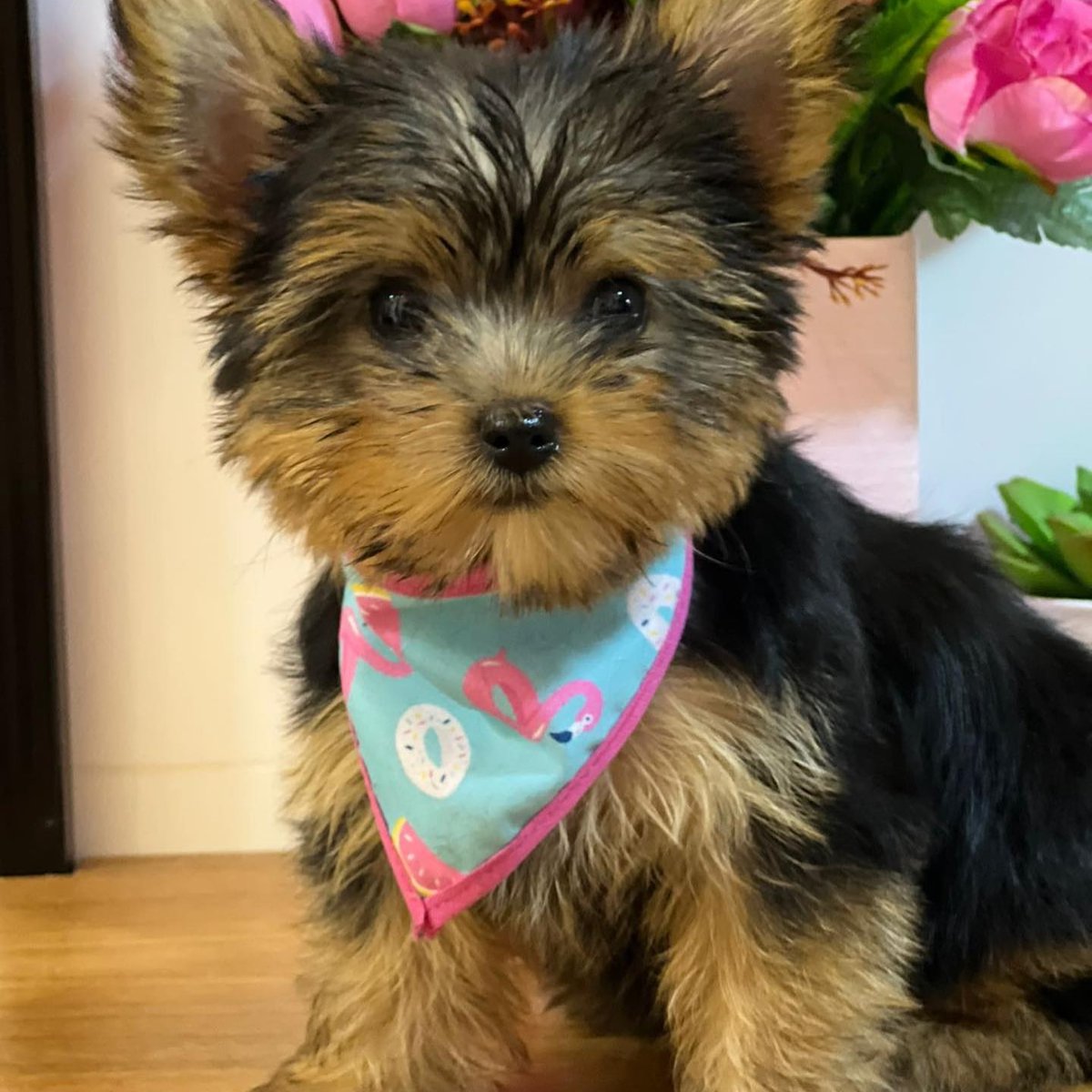 How cute! 🥰 Rate this pic 1-10 in comments!😘

 #pawty #bandana #borg  #instadog #dogmodel #puppydogeyes #goldendog #goldenpuppy #dailydog #beautifuldog #cutestdog #pupfluencer #dogfluencer #poodlemix #floofy #littledog #sweetdog #woofwoof #instadoggy #doggymodel #dogcuddlesls