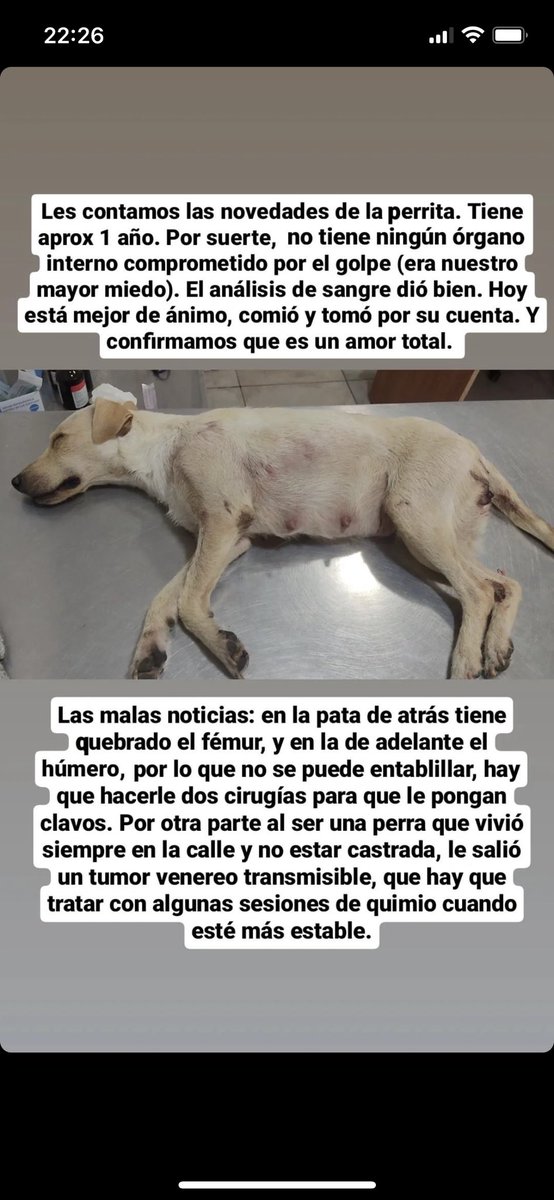 lagarzasosa_'s tweet image. Les cuento de la perrita de ayer
Los chicos que la rescataron se enteraron hoy que ella necesitan 2 cirugías más para poder caminar y también tratarle un tumor  
Si entre todos ayudamos, lo hacemos posible! lo que puedas todo suma 💞
Nos ayudas?
Rt por favor y muchas gracias