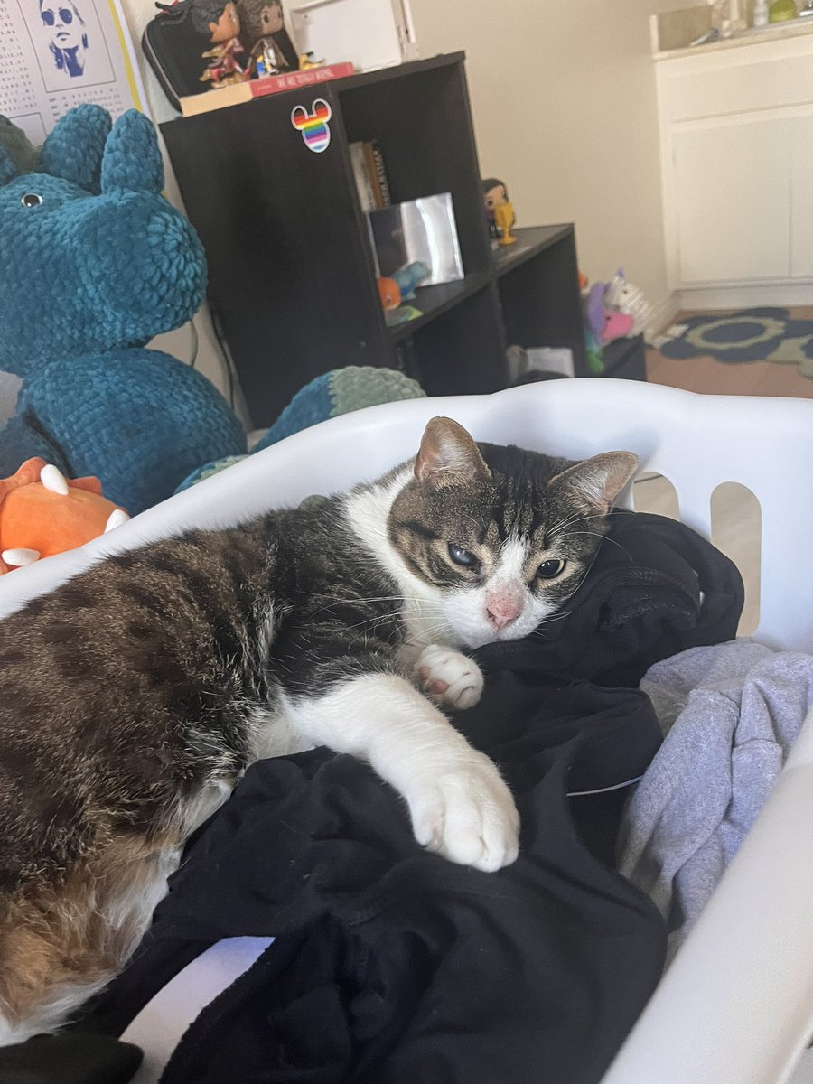 myxdreamland's tweet photo. besties on this account who i haven’t talked to in 2 years i got a cat https://t.co/c10uaKYSbI