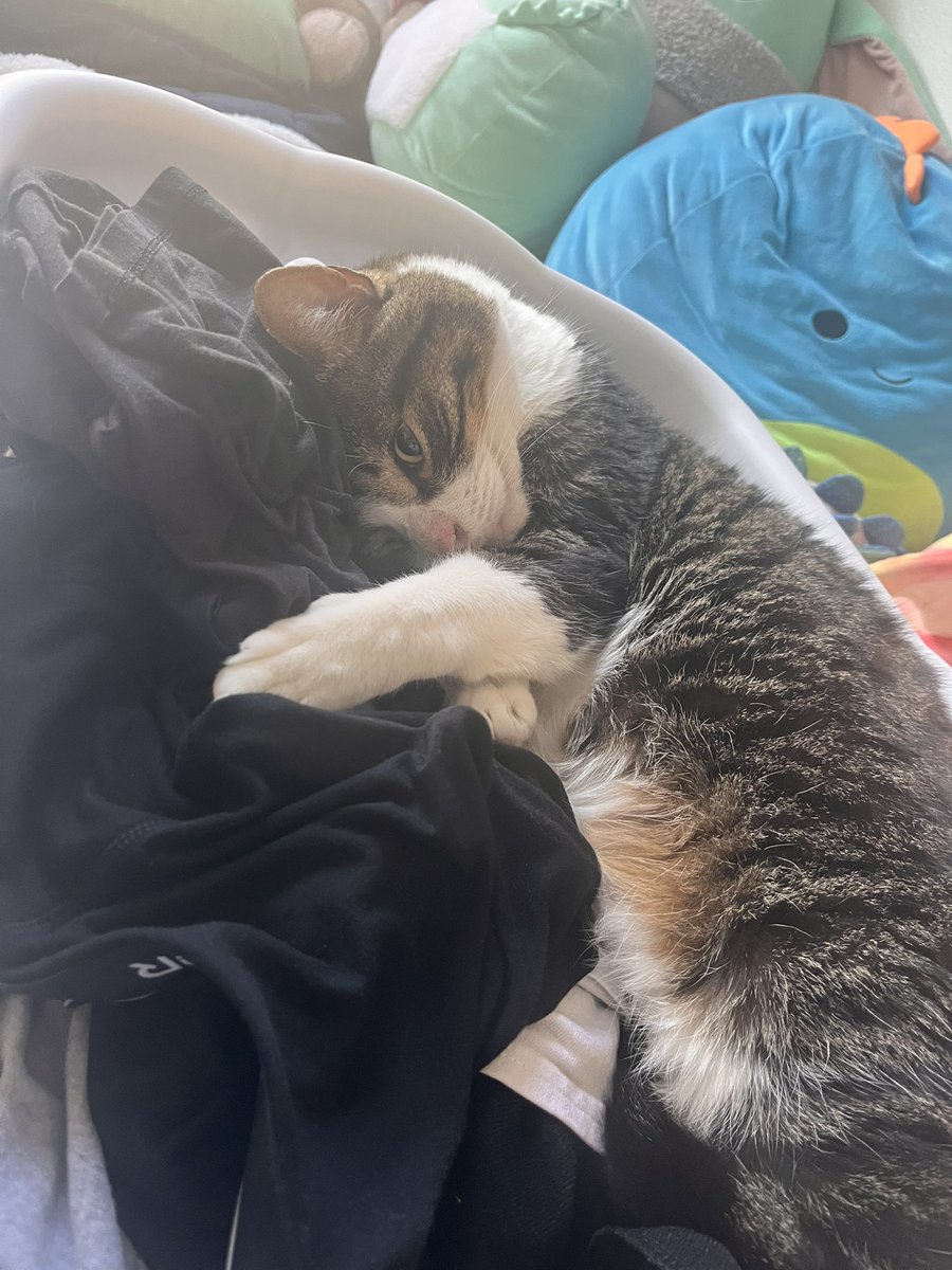 myxdreamland's tweet photo. besties on this account who i haven’t talked to in 2 years i got a cat https://t.co/c10uaKYSbI