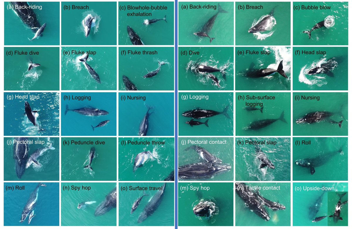 Can you identify the many different types of whale behaviours? Here is an ethogram with #humpbbackwhales and #rightwhales. Published in @CSIROPublishing and @PolicyMarine  doi.org/10.1016/j.marp…