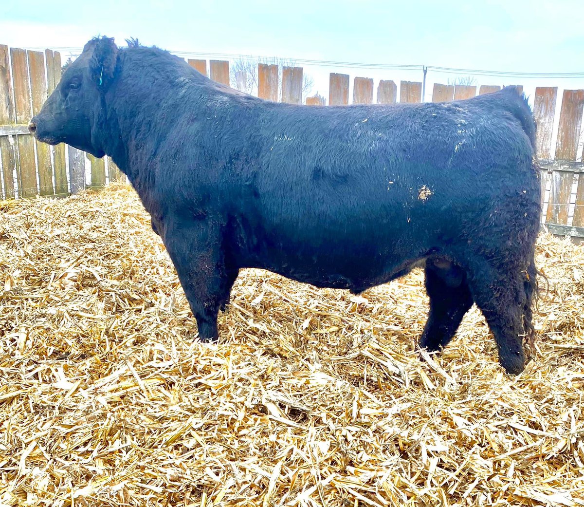 Cowboy Kade tweet media