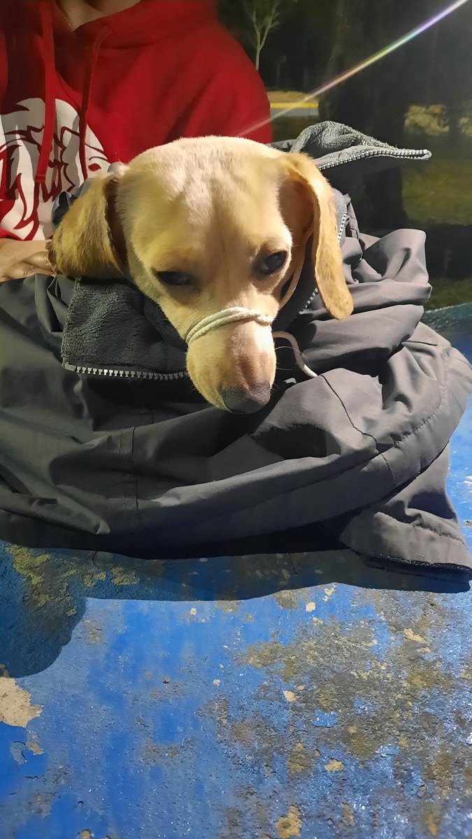 martha071097's tweet photo. @LasAguilasCDMX , @En_LasAguilas, perrito atropellado en alta tensión, se busca a los dueños,tiene fracturadas ambas patitas traseras. https://t.co/gUnGxufGLX