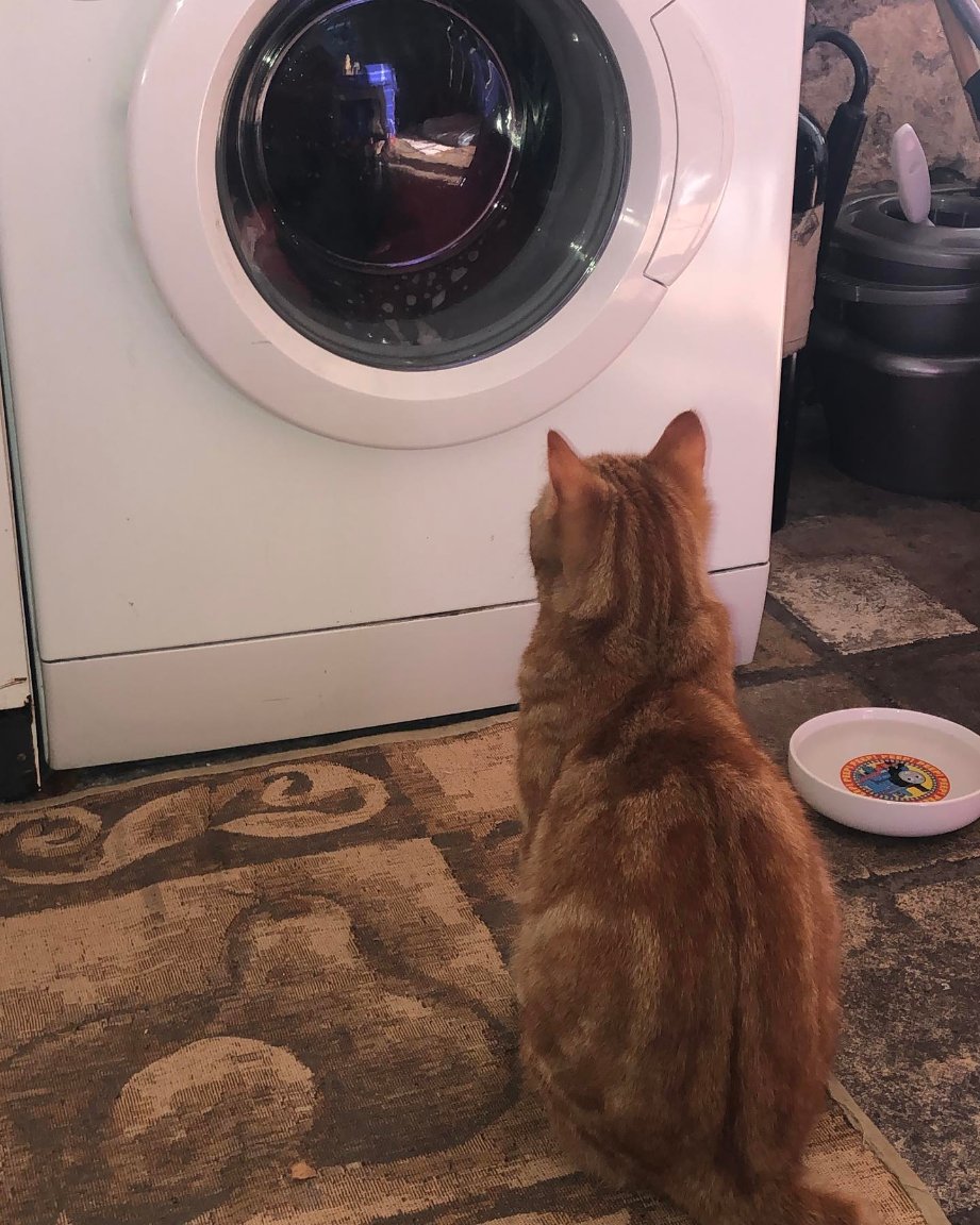 I did laundry today so Genghis went to the washing machine picture show.

#CatsOfTwitter #GingerCatsRule