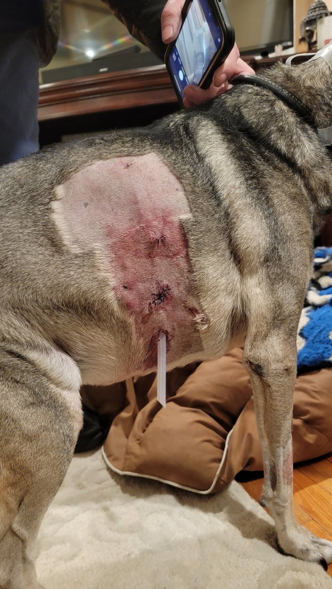 HealingSpirit33's tweet photo. Rufus is coming along. He's intentionally coming to me for healing & easily taking his meds. I just hope @QuincyPolice do something about the dangerous dog who did this? Children & others are at risk.
#SecretsToHealing
#healingtrauma
#reiki
#reikifordogs
#quincyma https://t.co/eTYC16uySB