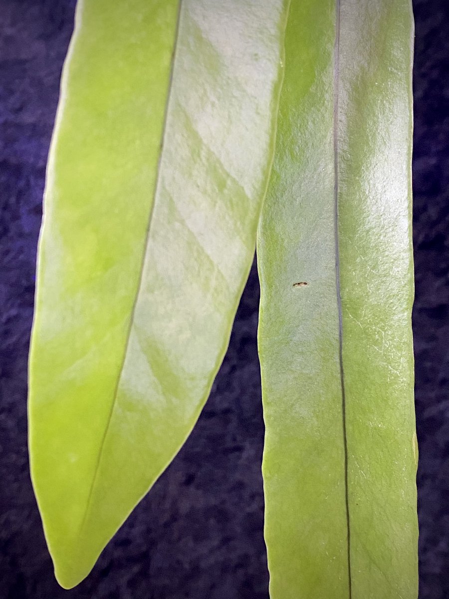 moregoro's tweet image. 本日の朝草。ファイルNo.480

Asplenium sp.
Sangkhlaburi Kanchanaburi Thailand

m-r-g-r.com
Instagram ID moregoro5016

#Asplenium