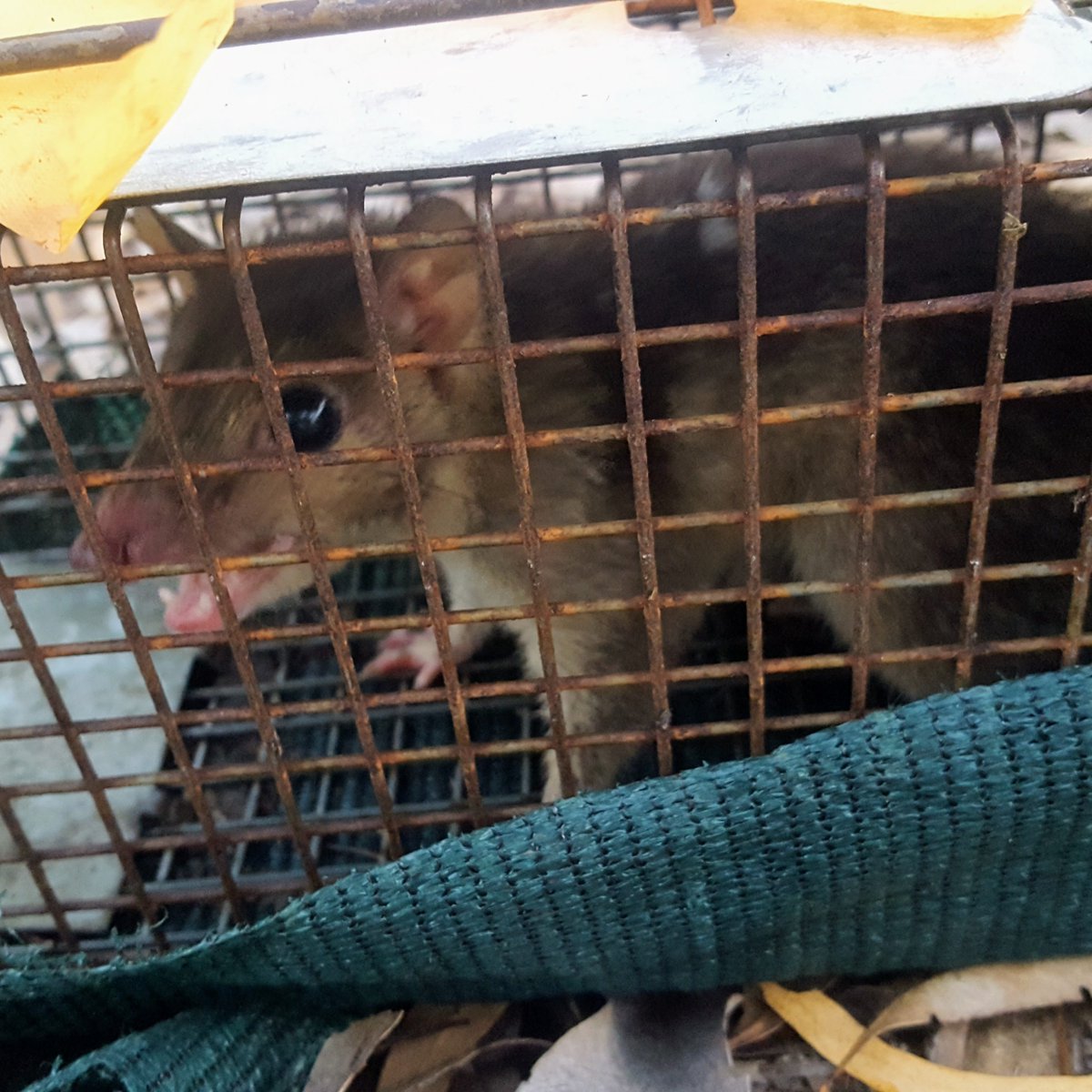 Kaylah Del Simone tweet media