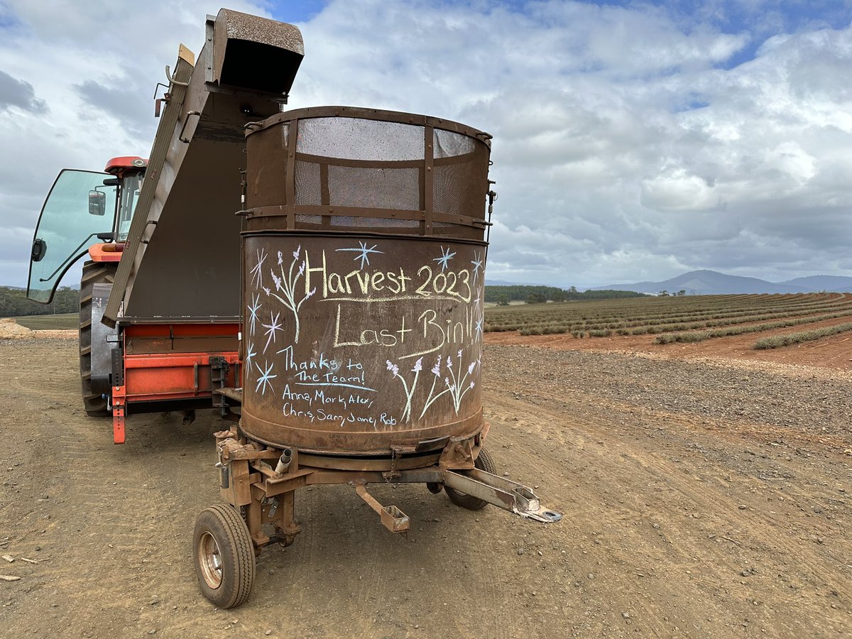 The sweet scent of summer is coming to an end as we bid farewell to the last of the lavender harvest. Chris is hard at work getting it ready to distil, preserving its essence for another year. Cheers to a successful season! #LavenderHarvest #EssenceOfSummer #lavender