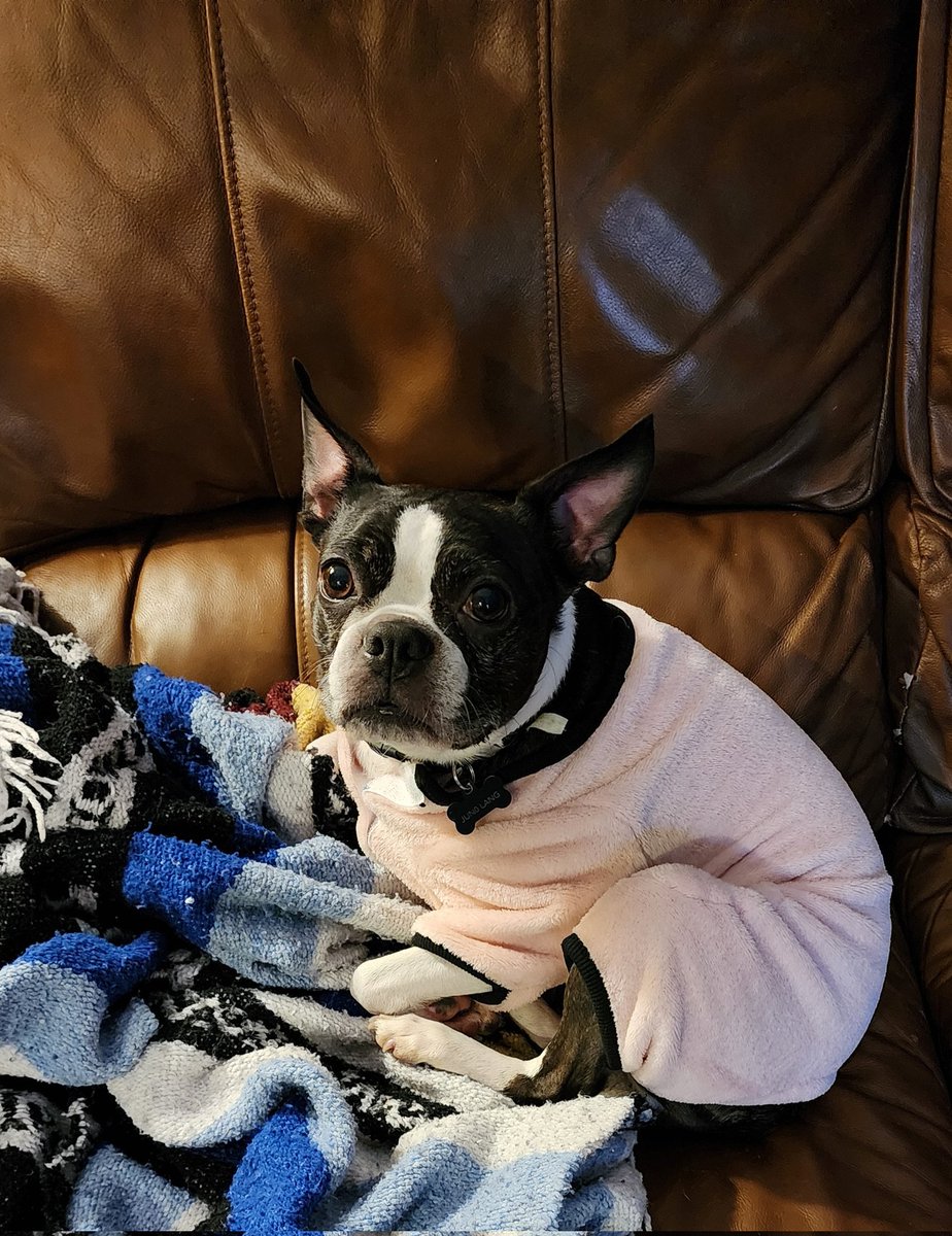 #bostonterrierlife Cold natured Juno