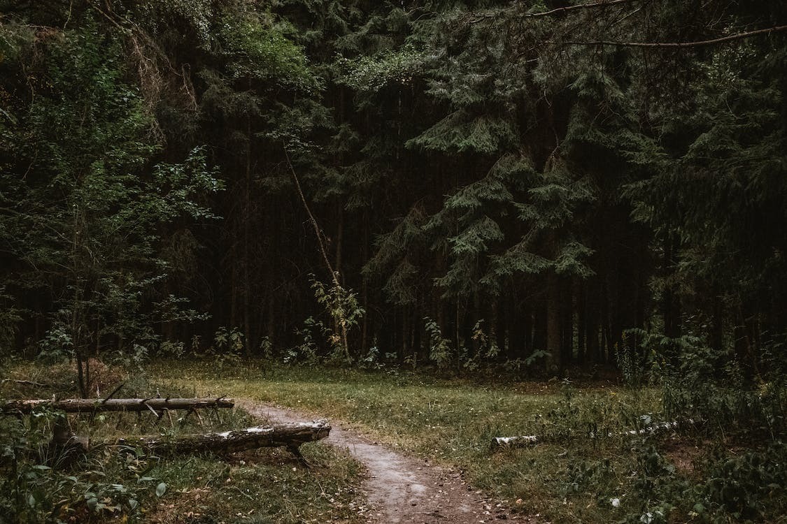 Artiterno's tweet photo. Hay tanta incertidumbre allí en ella la belleza y profundidad del bosque
#poesia #poemchallenge #poetry #forest #escritora #escritos #writerchallenge #writer #writing #nature #dark #art https://t.co/zm05AKZyBH