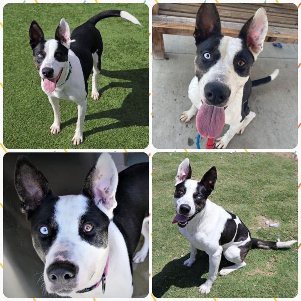 healthypplpwr's tweet photo. @elonmusk have you ever considered a Boarder Collie? 2 year old Pantha needs a home by tomorrow at 5pm. https://t.co/p3YlPR5VKL