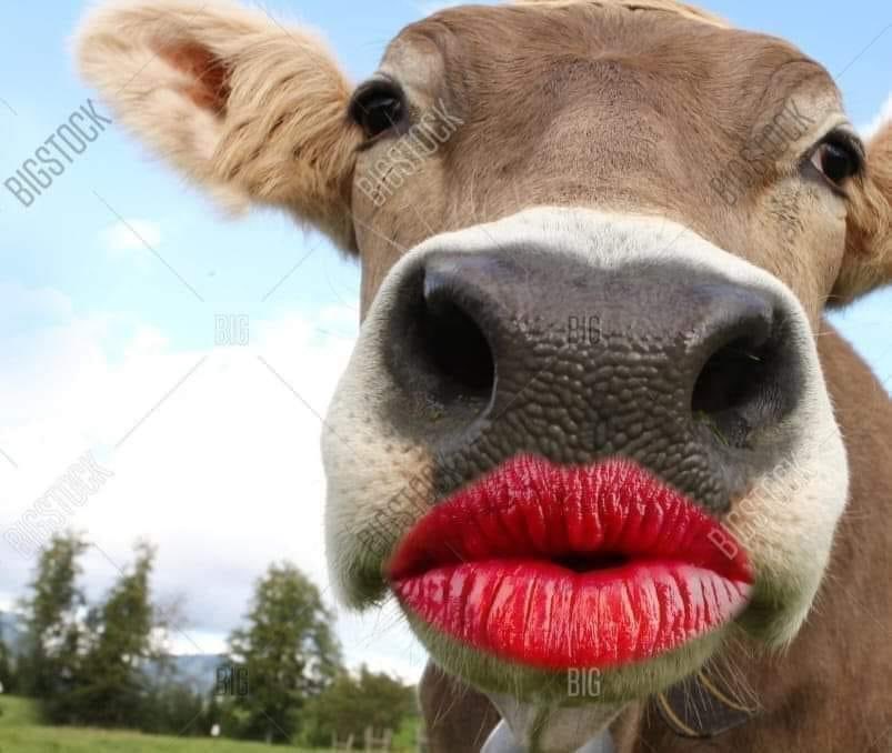 Hi will you be her #Valentine ? 😊🙃#AnimalWelfareBoard #CowHug