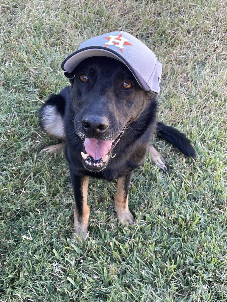 On Patrol K9 tweet media