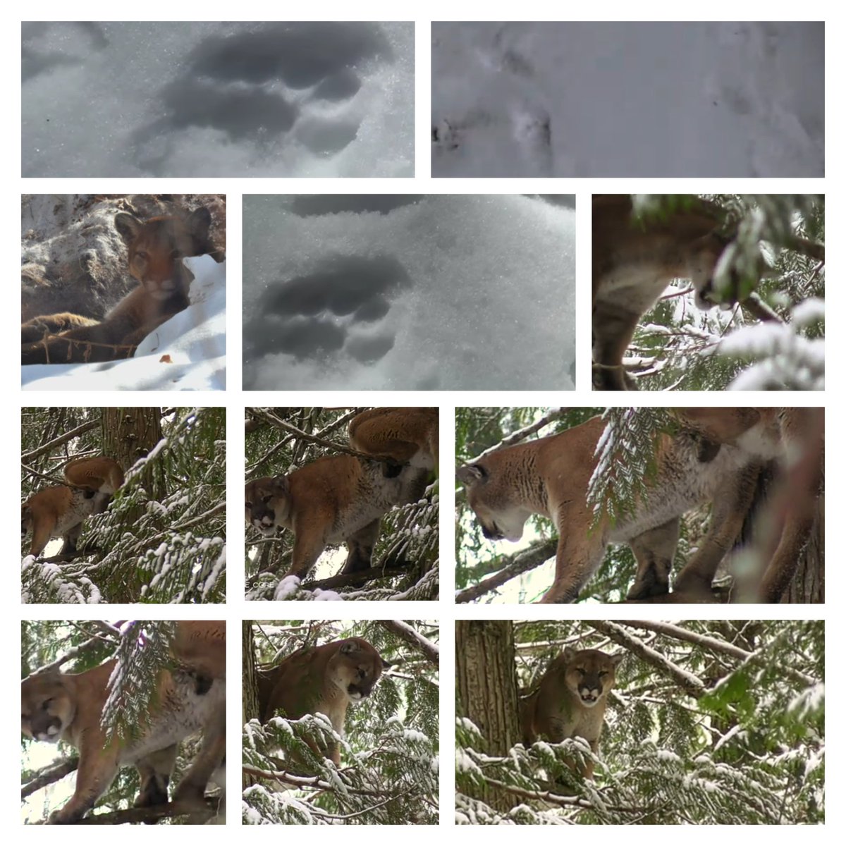 Doyle_C_Beach's tweet image. Came across a medium size tom mountain lion up on the mountain the other day up in the black timber 
#Tom #MountainLion #MediumSize #BlackTimber #Colorado