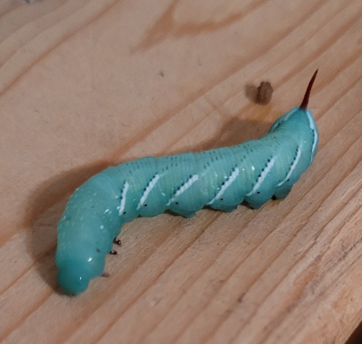 MrBrownieKindie's tweet photo. #Guesses were great but this caterpillar, is often referred to as the tomato #hornworm but #TaiLung just calls it #food!
@A_J_Golding @AHarrisonSCDSB @BlytheHazell @recebriscoe @OldManRappin @CopferK https://t.co/ZvunLiYZee