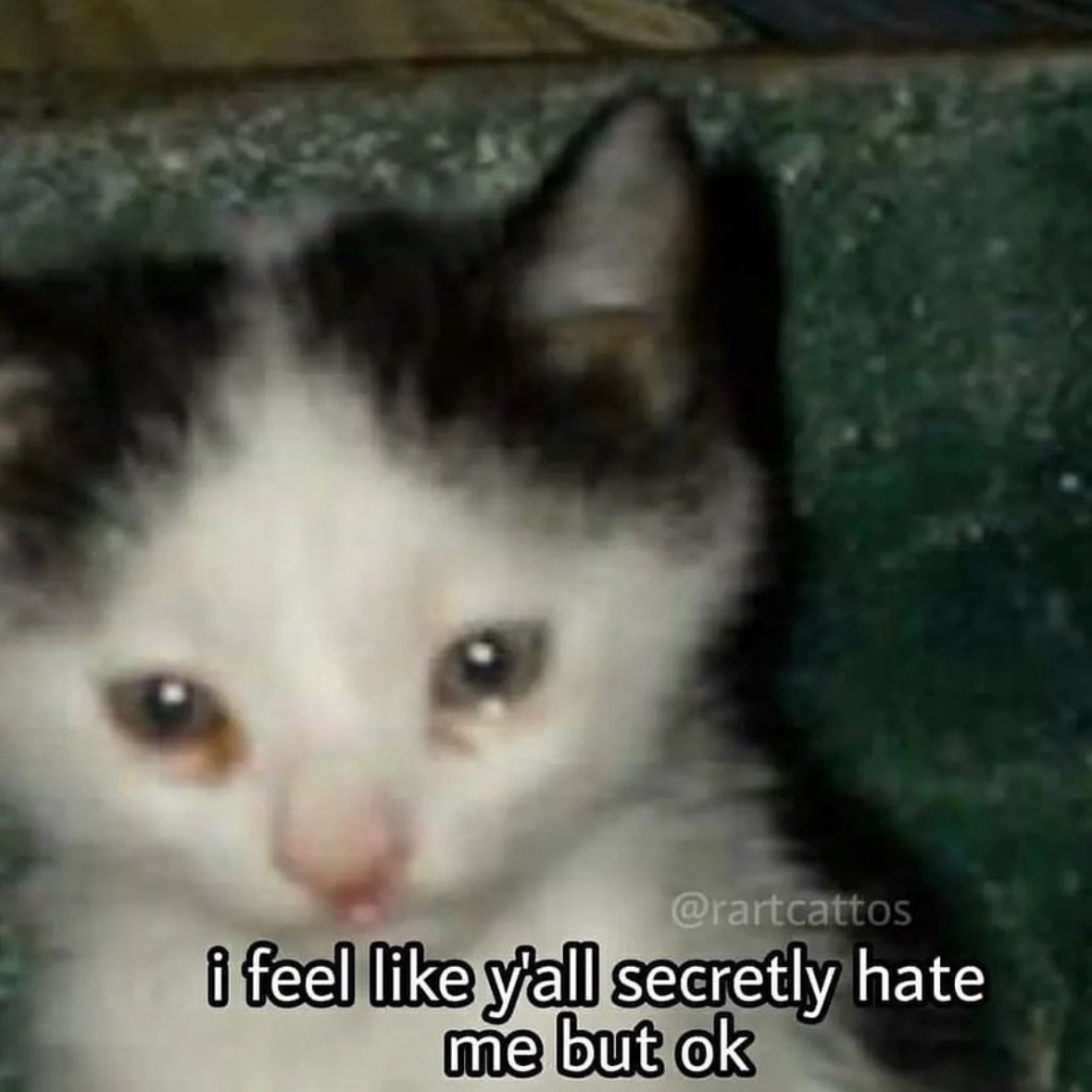 LiterallyMeCats (@literallymecats) on Twitter photo 
