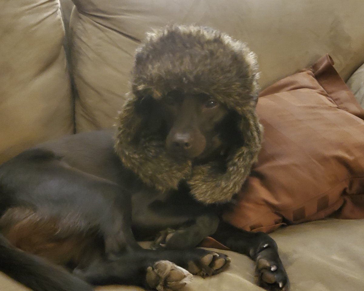 Daisy has learned from the most recent deep freeze and now prepared herself for the rest of a VT winter. She is more prepped than I am for daily life.