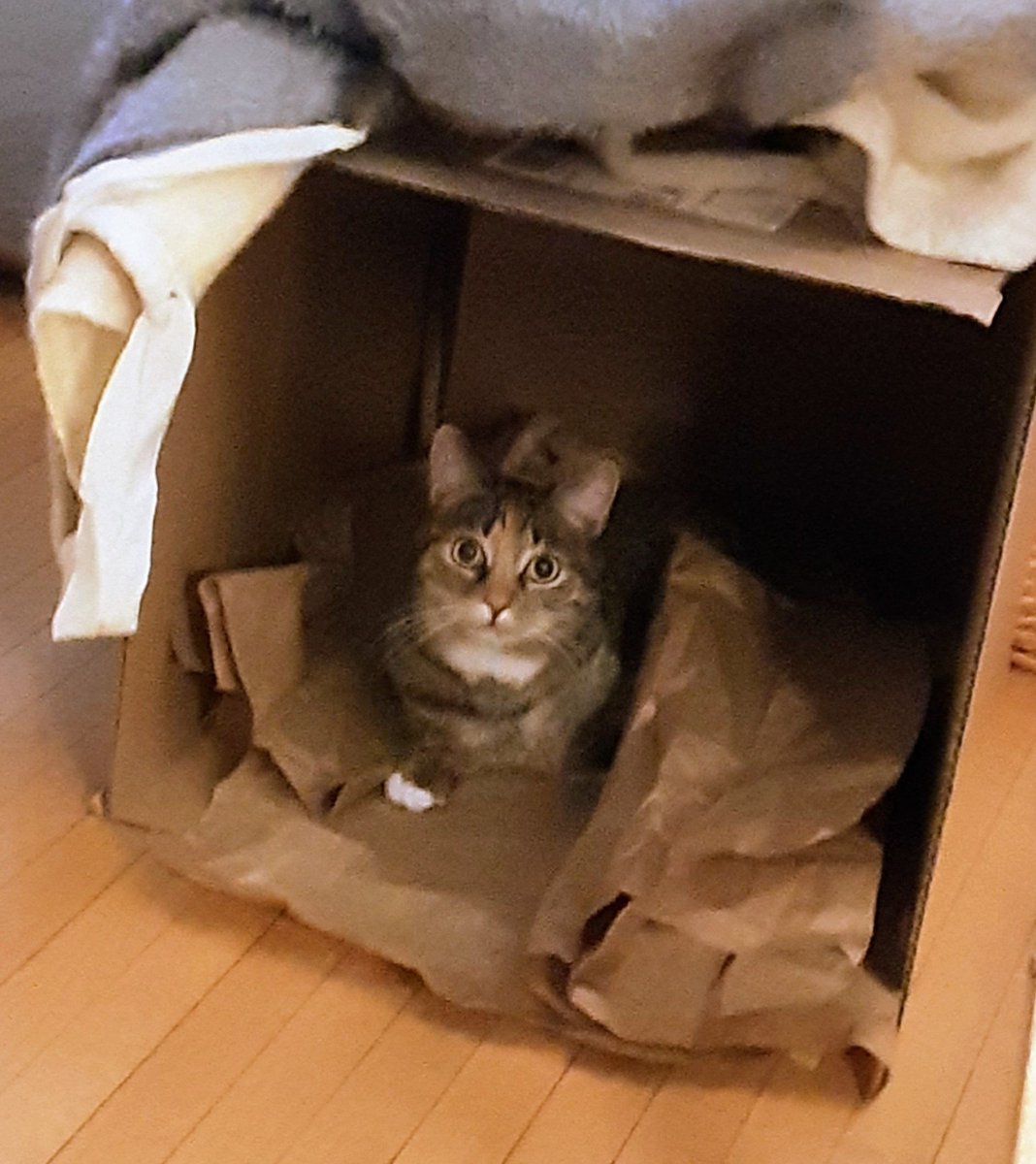 StjamesSable's tweet photo. @AlaskaPrimrose My Sasha! https://t.co/SCQshbSR2U