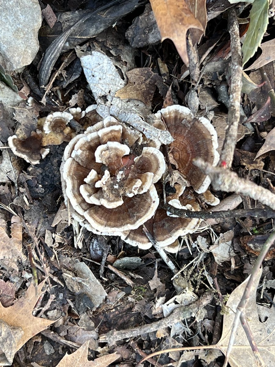 TNdigsgarden's tweet photo. #Turkeytail  Found in Warner Park. Surprised to see a rosette shape. Mostly see these in shelf like formations. https://t.co/ZzhdDsECvk