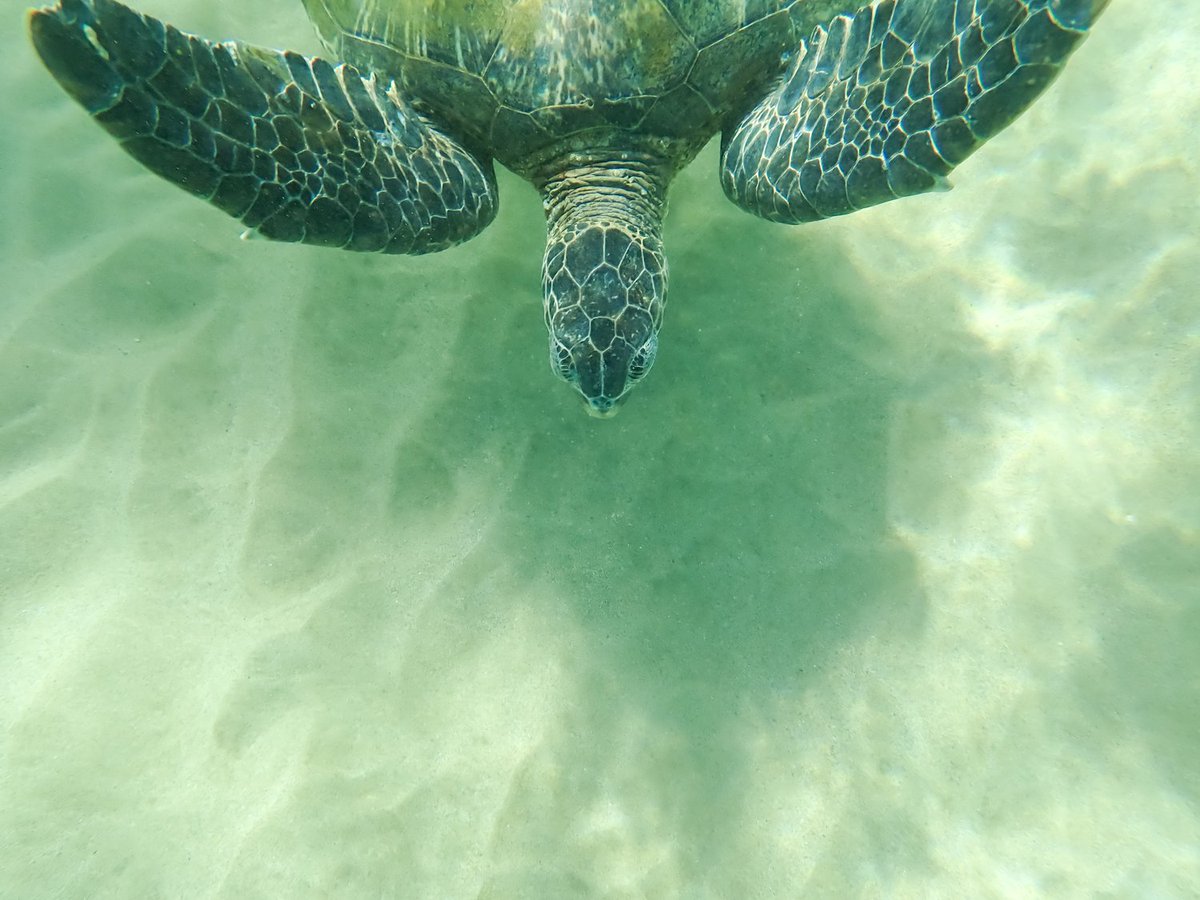 TammyLynn_17's tweet photo. ๐ฅฐ
Not sure why they like swimming under me, I must look like shelter! ๐คฃ #turtle #SeaTurtle #Kehei #Maui #Hawaii #Honu #SnorkleAdventure https://t.co/UlCAw1dksI