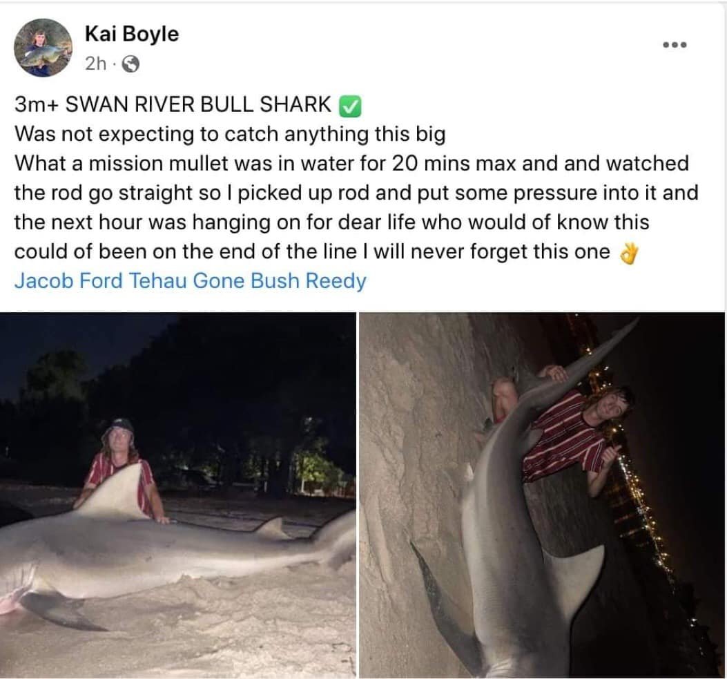 SharkSafetyWA's tweet photo. DAYS after the #death of a teenage girl they are doing it all AGAIN in the #dead of #night.
If you see these #guys ring #Fishwatch on 1800 815 507 and #report their #activity.
#bullshark #SwanRiver https://t.co/PoNYu74CQg