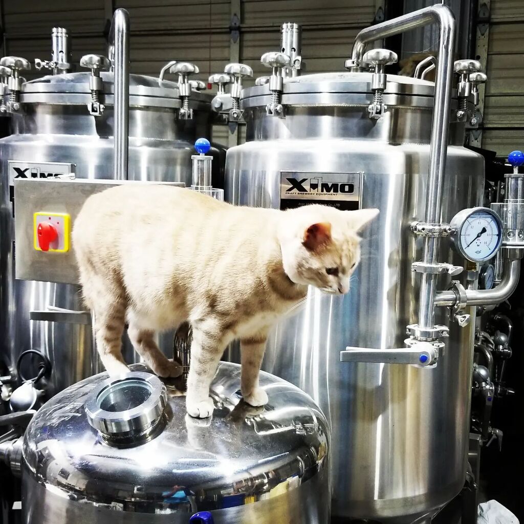 Brewery Cat owns everything....

#brewerycat #craftbeer instagr.am/p/CobJrEuuyXF/