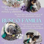 Photo by ACPLA - Asociacion Civil Por Los Animales (@_ACPLA)