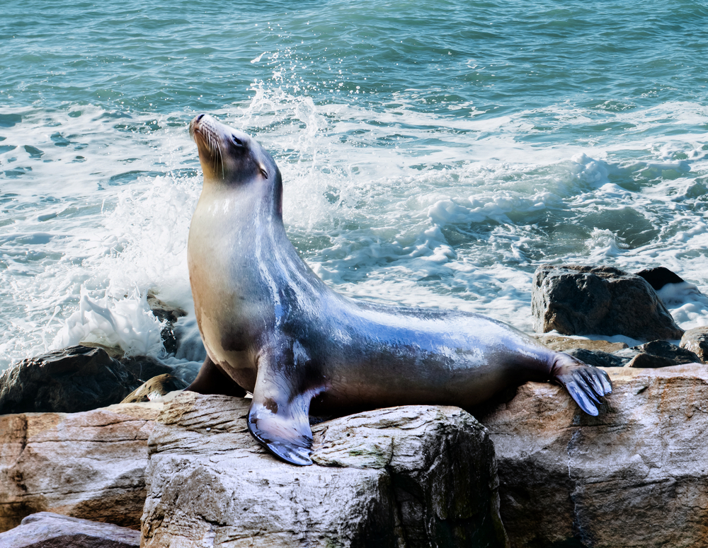 thewebscaledba's tweet photo. https://t.co/4kAzxbJDtx  How are cache buffer chains implemented in MariaDB 11?  #MariaDB #MariaDBPerformance #DBA https://t.co/YhwuC9hzk2