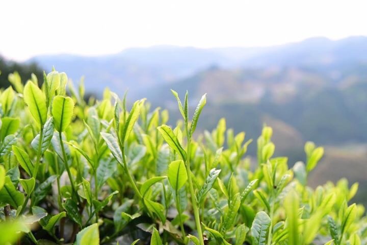 benefitea_jp's tweet photo. MATTEA No.002 - ほうじ茶ローズハーブ -(375ml)ボトリングティー|Arterra Store いつも有難うございます🍵 #arterra #mattea #ボトリングティー - Benefitea株式会社 https://t.co/ndAkKxcKpf https://t.co/HhoiT2UxJE