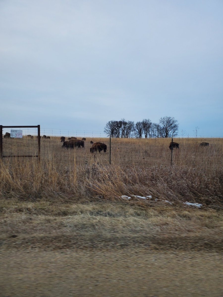 samberk_12's tweet photo. Bison are magnificent ecosystem engineers. I'm just a little 🤏 bit (a lotta bit) obsessed with Nachusa's herd. Will trade bison photos for related academic resources and researcher contacts 🤝 https://t.co/hIz6vODfPM