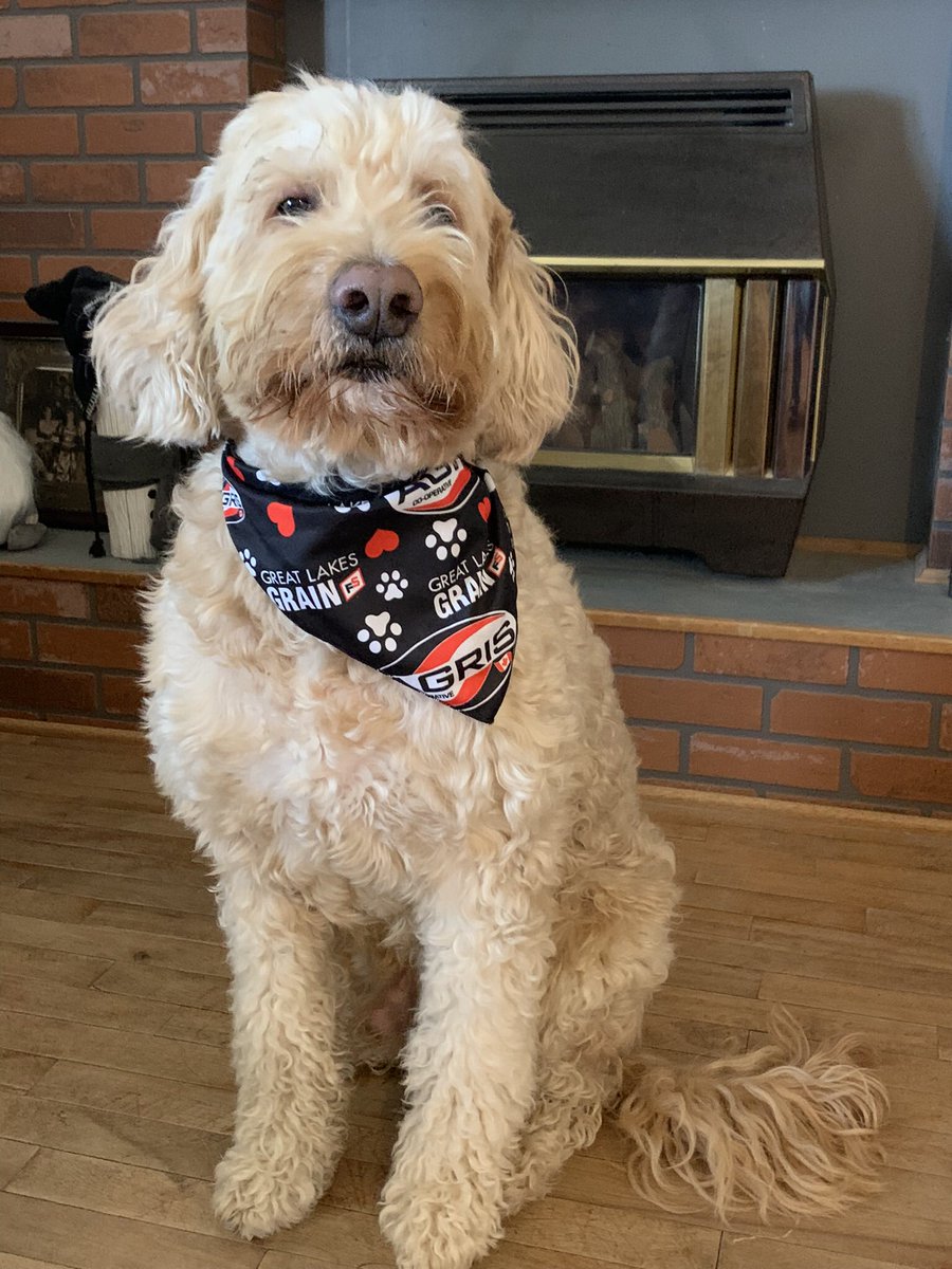 MoeChauvin's tweet photo. @TStevensonAgris @agris_coop @greatlakesgrain Theo got his #AGRIS #DogBandana today. Now he’s styling, thanks to @agris_coop @greatlakesgrain #DogsofAgris #OntAg @CathyChauvin https://t.co/eeXb9qTEul