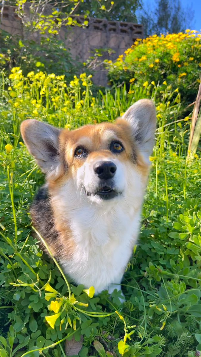 Just a corgi, on a hillside, among yellow flowers, asking you to love her. 🌼😍