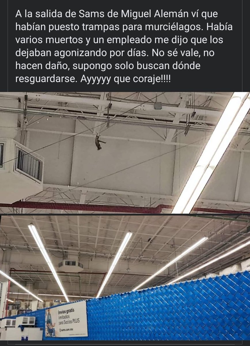 mell0un's tweet photo. @SamsClubMexico Por qué tienen estos protocolos tan crueles!!!! @SamsClubMexico no volveré a ir a sus tiendas!!! @PETA_Latino 
@peta https://t.co/DaD4SQPhut