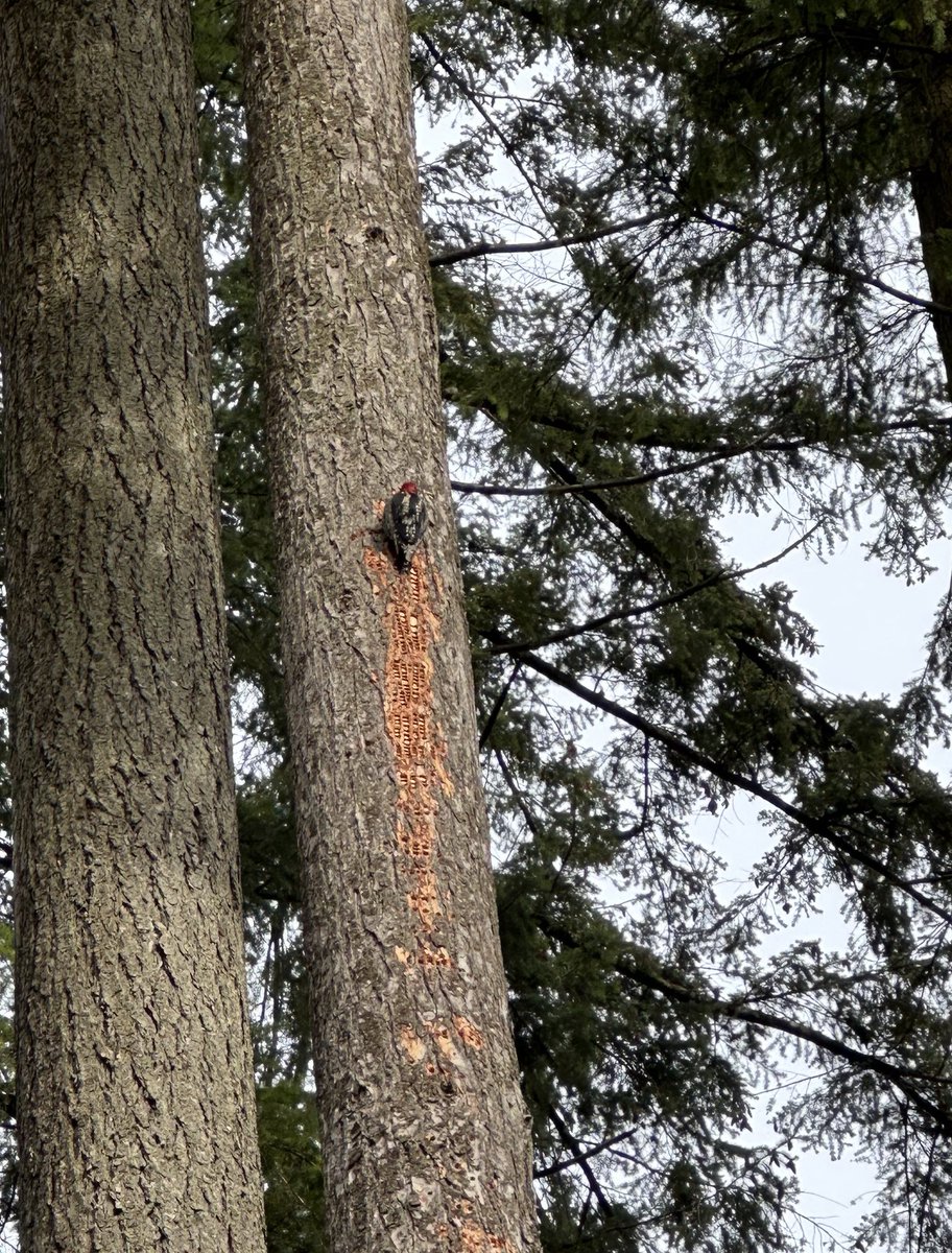 Lauren MacLean - Teach Outdoors tweet media