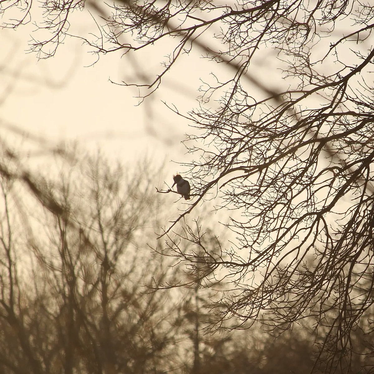 FeathTreasury's tweet photo. Belted Kingfisher 

02-08-2023

#beltedkingfisher #sunset #sillhouette #winterbirding #minnesotabirds #minnesota #birds #birdphotography #featherytreasury #mnbirds #birdpics #canon #canonphotography #canonrebelt7 #bird_lovers #birdwatching #bird_brilliance #bird_captures #birding https://t.co/ruY1awo1II