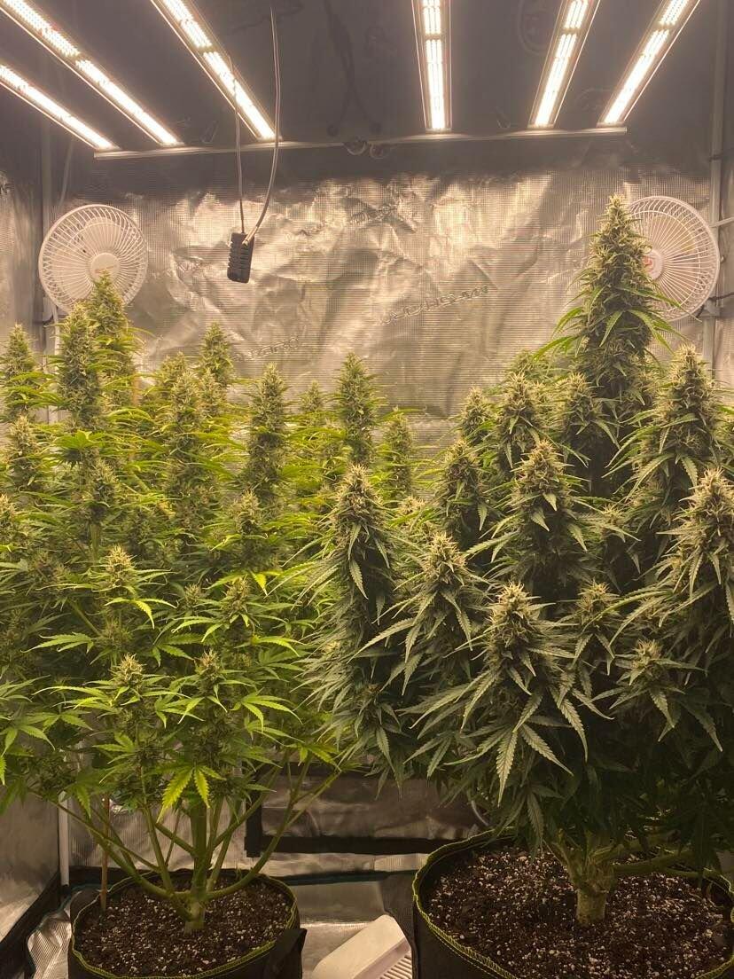 FC4800 is a 6bars samsung grow light can be used to 4X4 grow tent
repost FC grower
#marshydro #FC4800