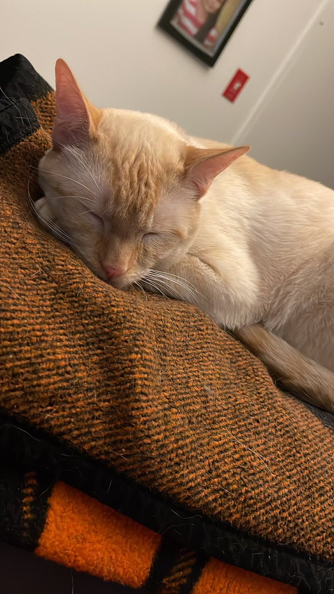 HeavenlyHues1's tweet image. Always right near me.  He loves his hooman(woman) so much he even trips me. 🐾🐾 #CatsOfTwitter #hoomanlove #hoowoman ❤️❤️