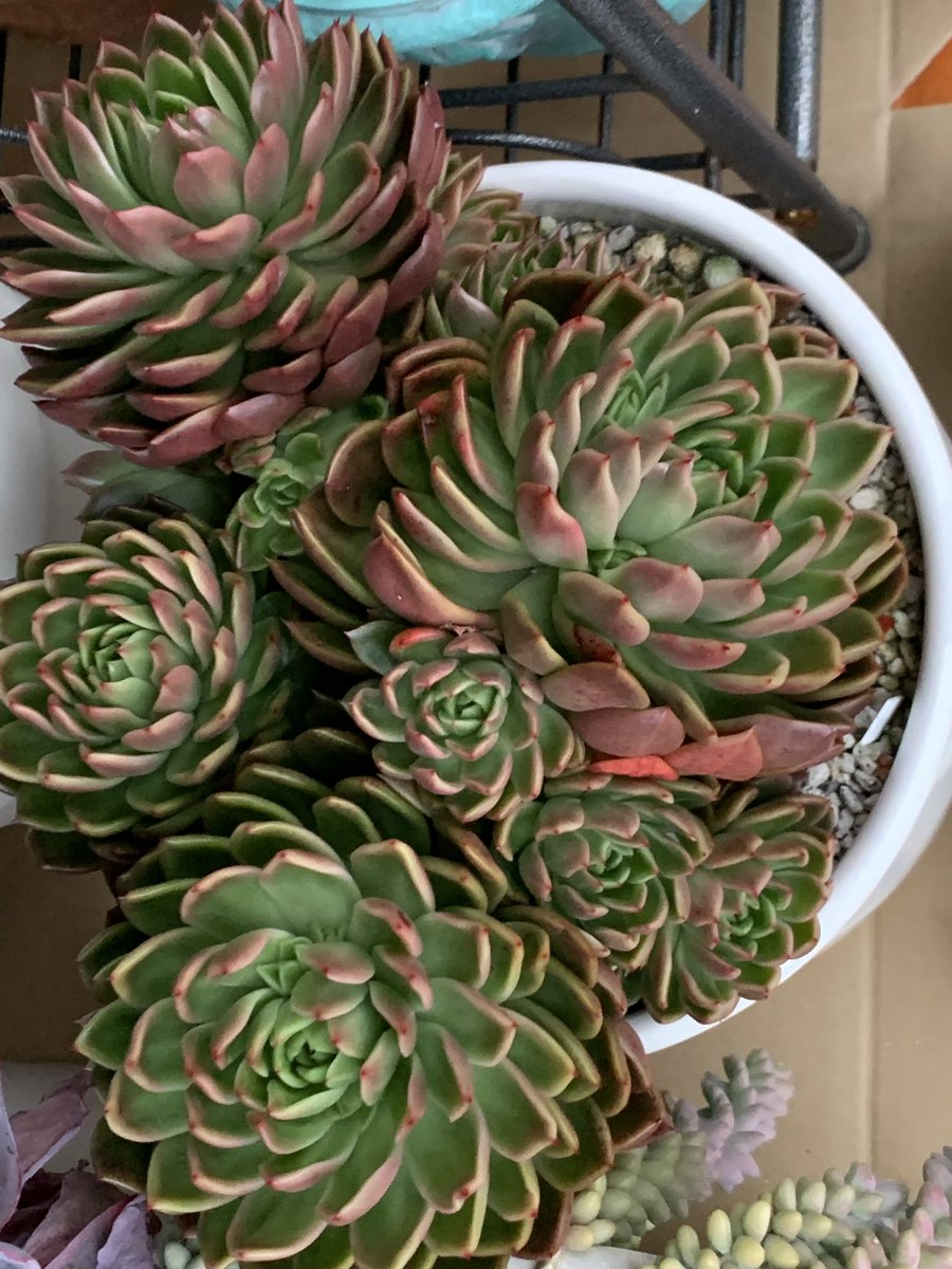 mikey82986196's tweet image. 子沢山に😊
今年は解体しようかな🤔

#多肉植物  #다육식물  #エケベリア #Echeveria #succulents  #sedum #多肉好き  #多肉寄せ植え #ロゼット  #カリアリ